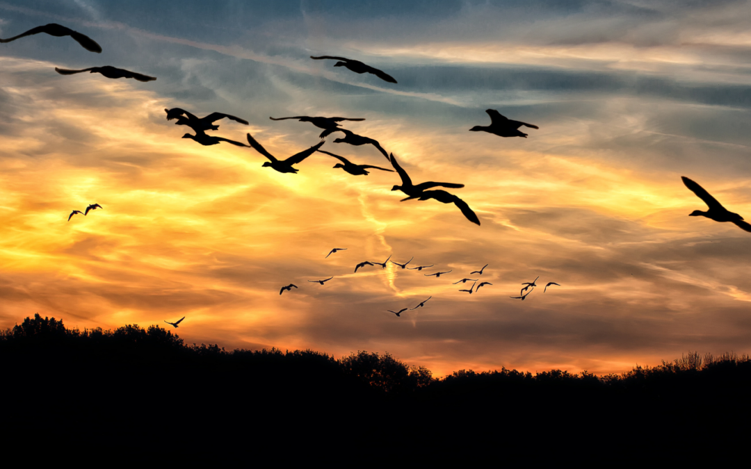 Waterfowl Hunting for Beginners and Youth: Guided Hunts on the Eastern Shore