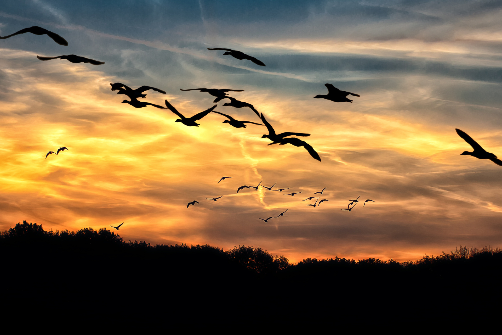 Sunset goose flying against a sunset sky