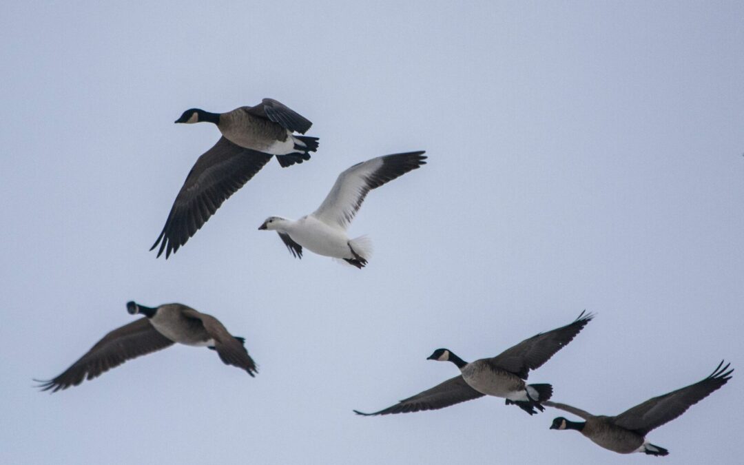 When is goose season in Maryland? A Complete Guide for Hunters on the Eastern Shore