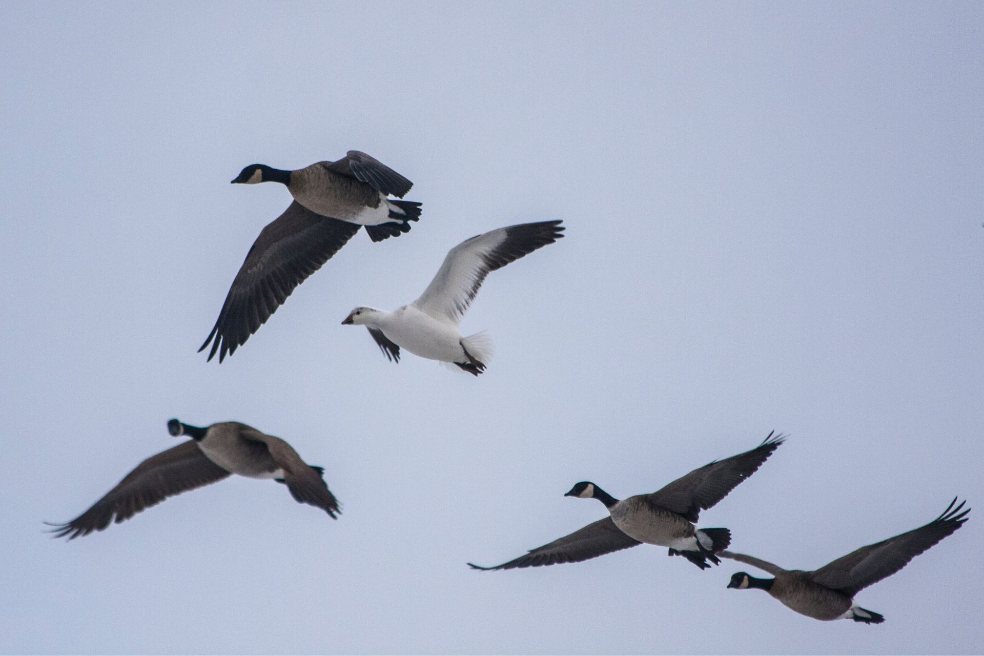 Goose flying in the sky