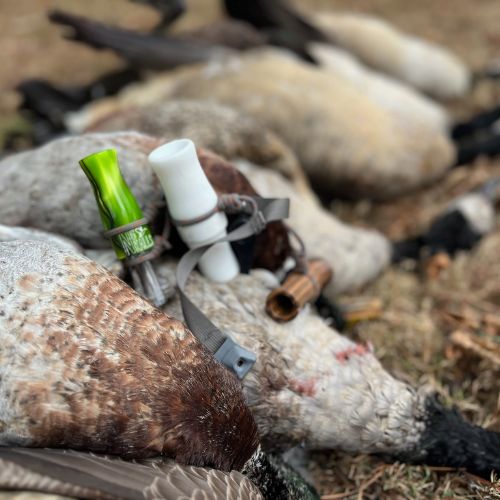 Eastern Shore Maryland waterfowl on the water