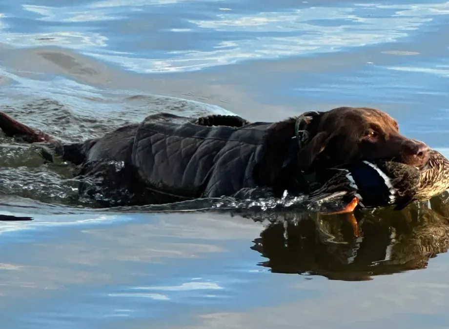 Why Maryland’s Eastern Shore is a Prime Duck Hunting Spot